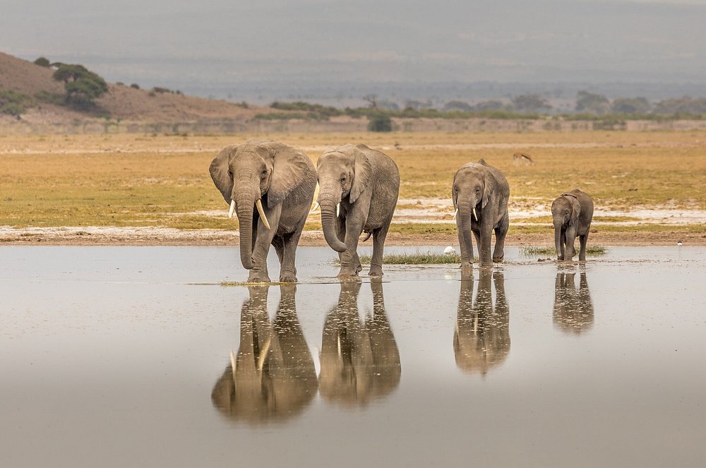 Community Land Owners in Amboseli Conservancies